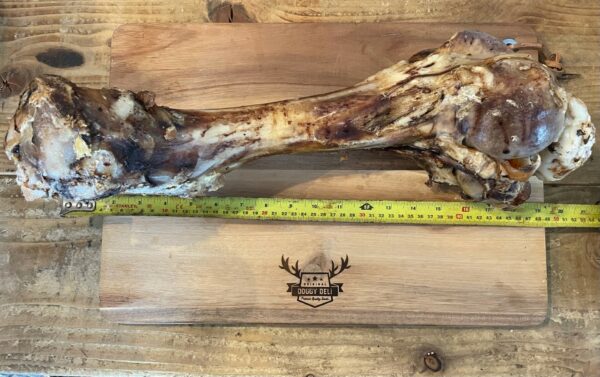 Godzilla Bone