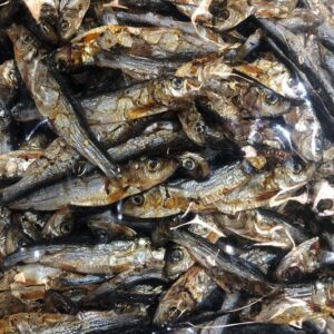 Dried Sprats 50g